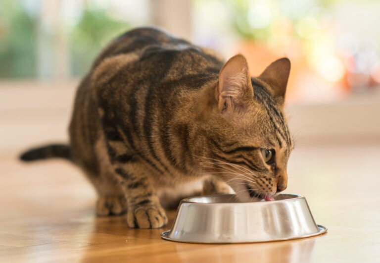 Eine Katze frisst aus dem Futternapf