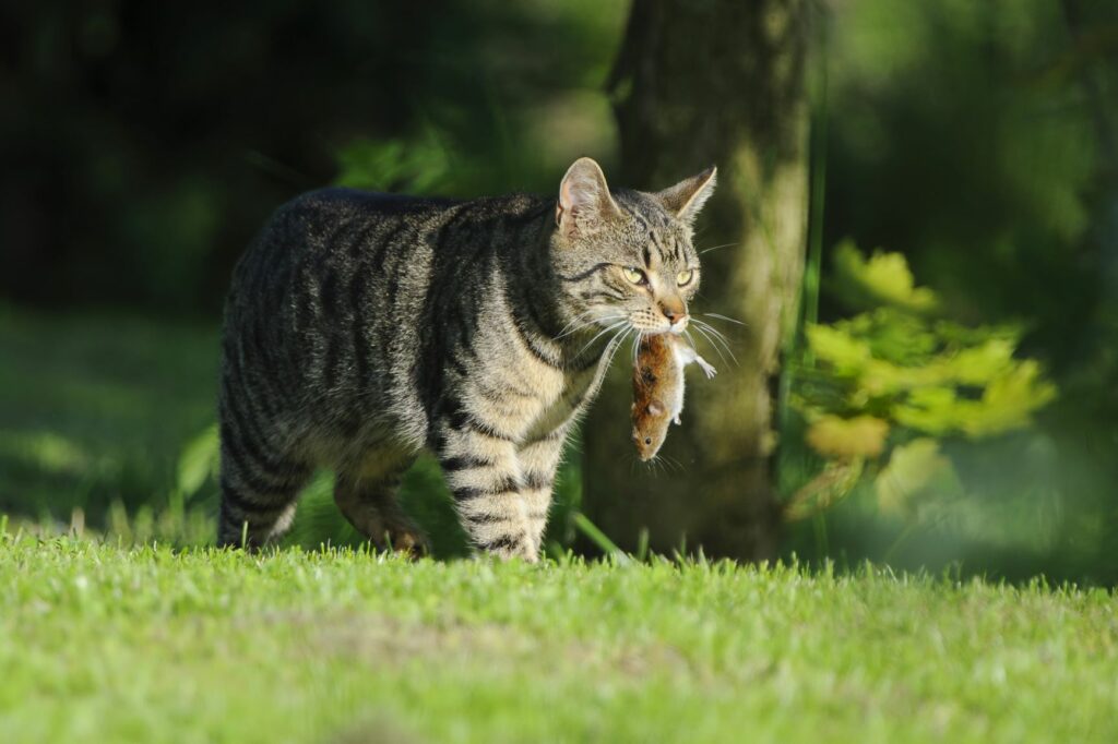 Katze mit einer Maus im Maul auf einer Wiese.