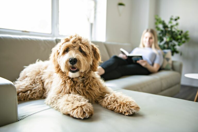 Ein Hund liegt auf dem Sofa und schaut in die Kamera