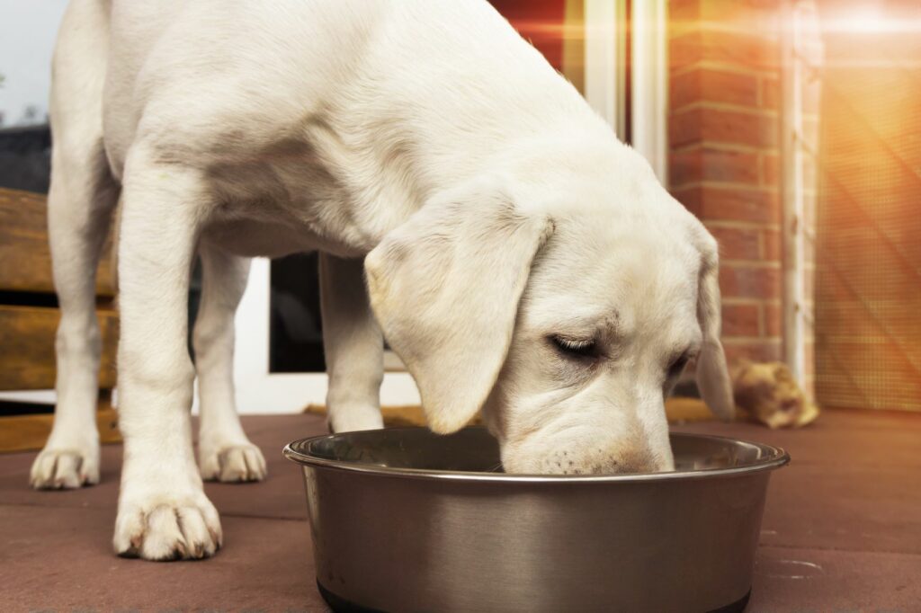 Labrador Welpe frisst einen Knochen Labrador Hund Welpe frisst einen Knochen mit Fleisch aus einem Napf