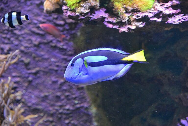 Ein bunter Paletten-Doktorfisch schwimmt im Meer.