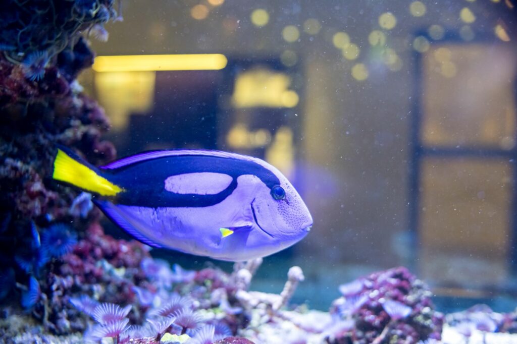 Paletten-Doktorfisch-Aquarium Ein blau-gelber Fisch schwimmt in einem Aquarium.