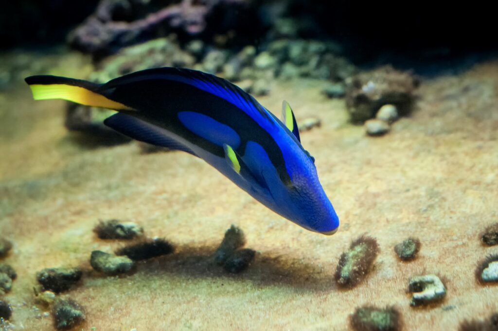 Paletten-Doktorfisch-frisst Ein bunter Fisch frisst etwas vom Meeresboden.