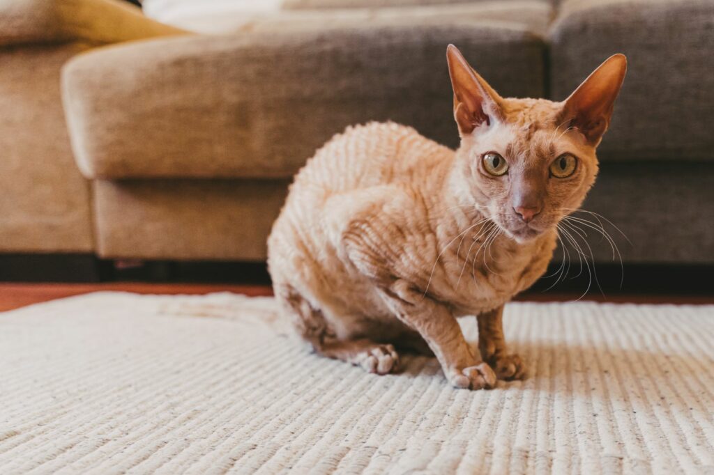 Peterbald-Katze sitzt auf dem Teppich