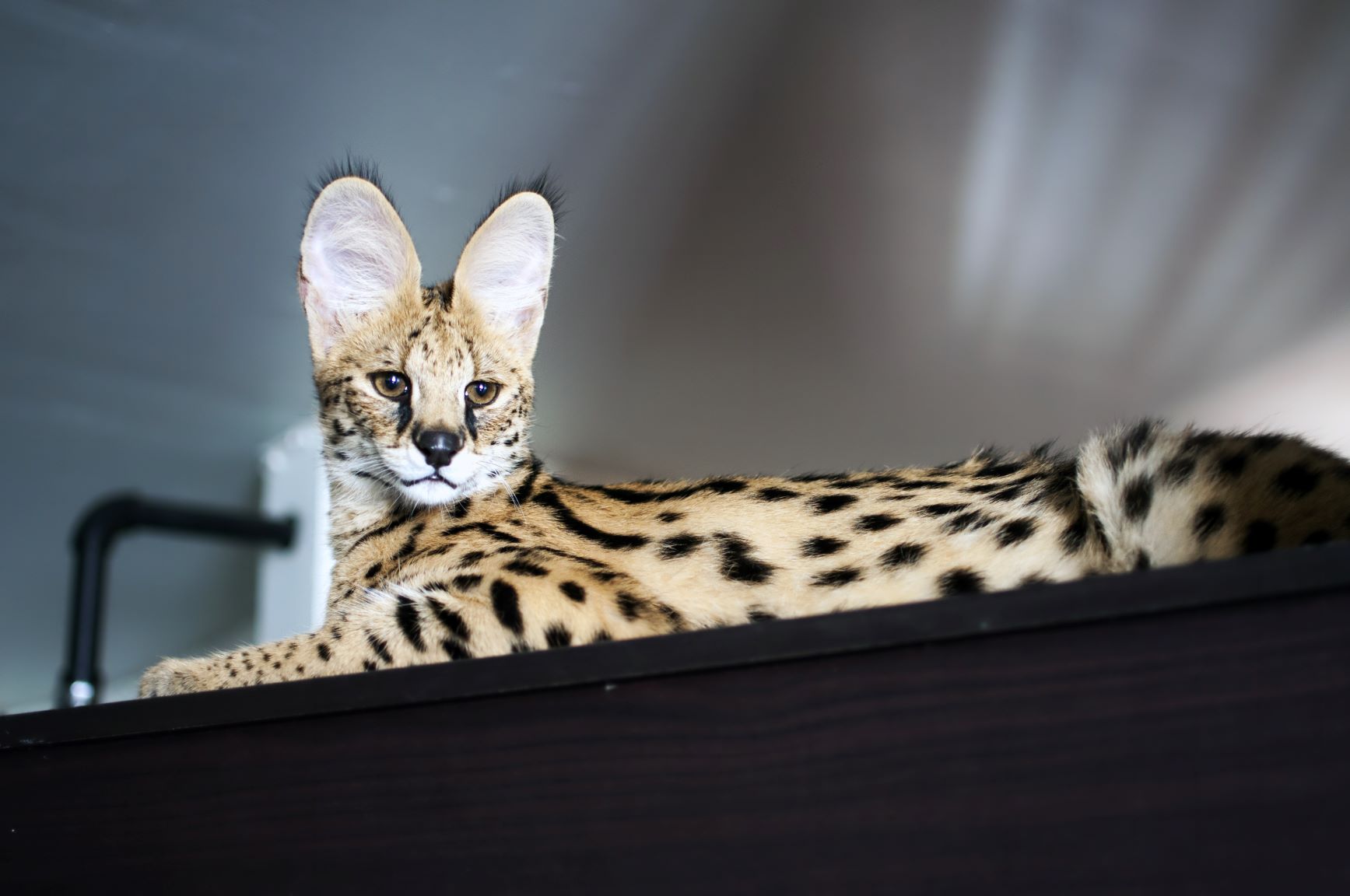 Leoparden Katzen Rasse