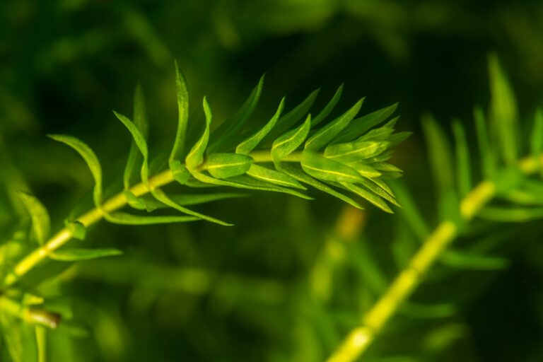 Eine grüne Pflanze im Wasser