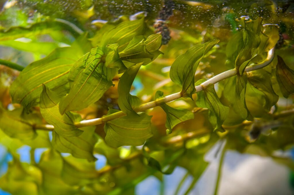 bräunlich-grüne Pflanze schwimmt im Wasser