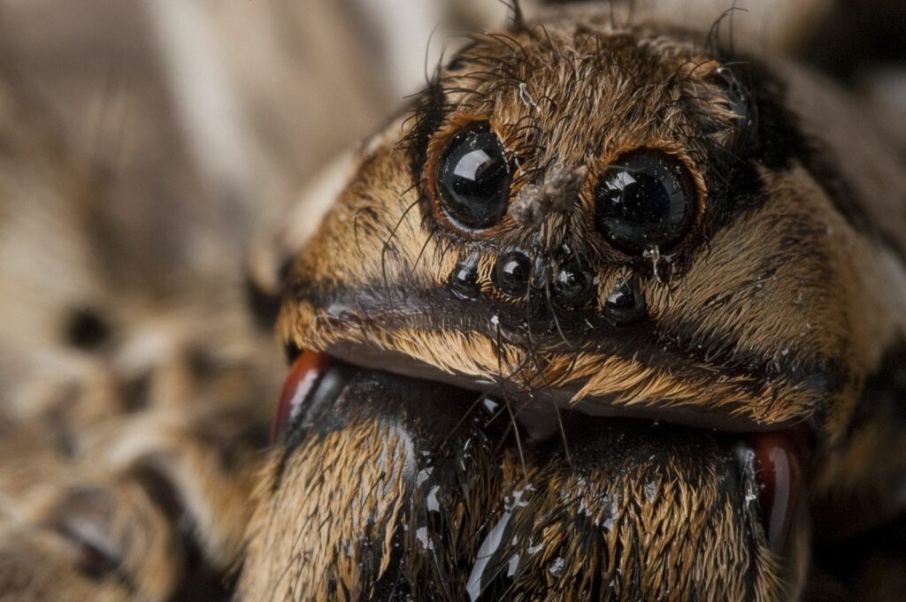 Augen einer Apulischen Tarantel in Nahaufnahme