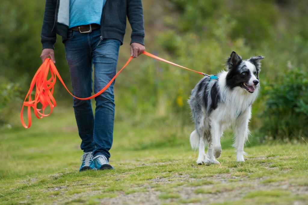 Mann geht mit Border Collie spazieren, um im Hundeschutz zu helfen. Mann geht mit Border Collie spazieren, um im Hundeschutz zu helfen.