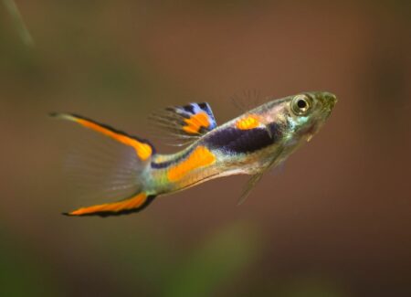 Endler Guppy (Poecilia wingei) Haltung und Pflege im Aquarium zooplus