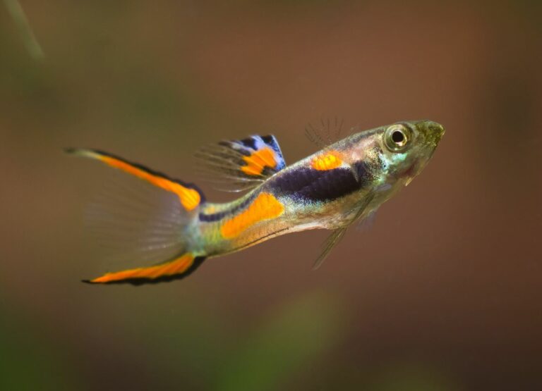 Ein Endler Guppy Männchen mit orangeroter Färbung