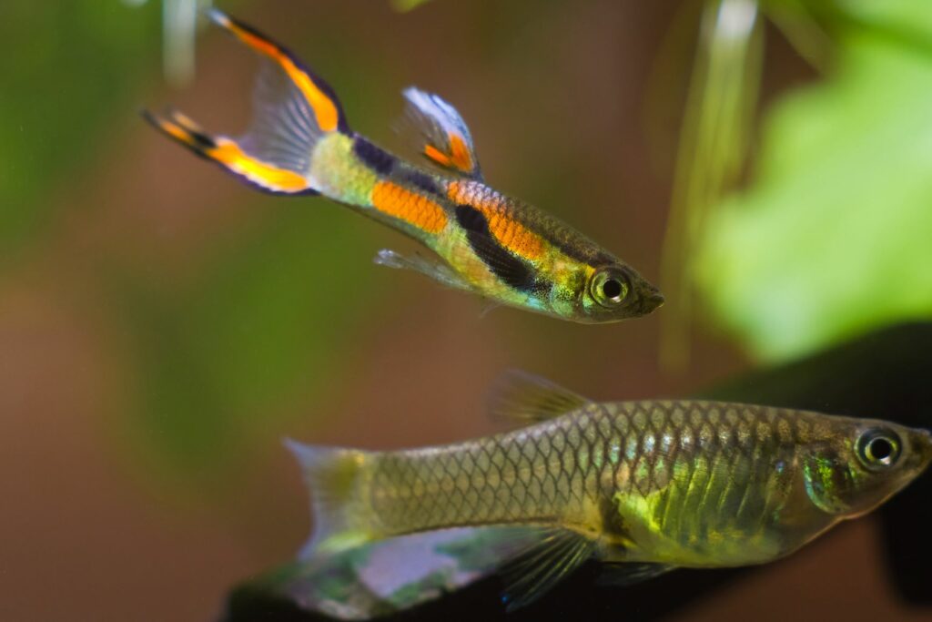 Ein Endler Guppy Männchen führt einen Balztanz vor einem Weibchen auf