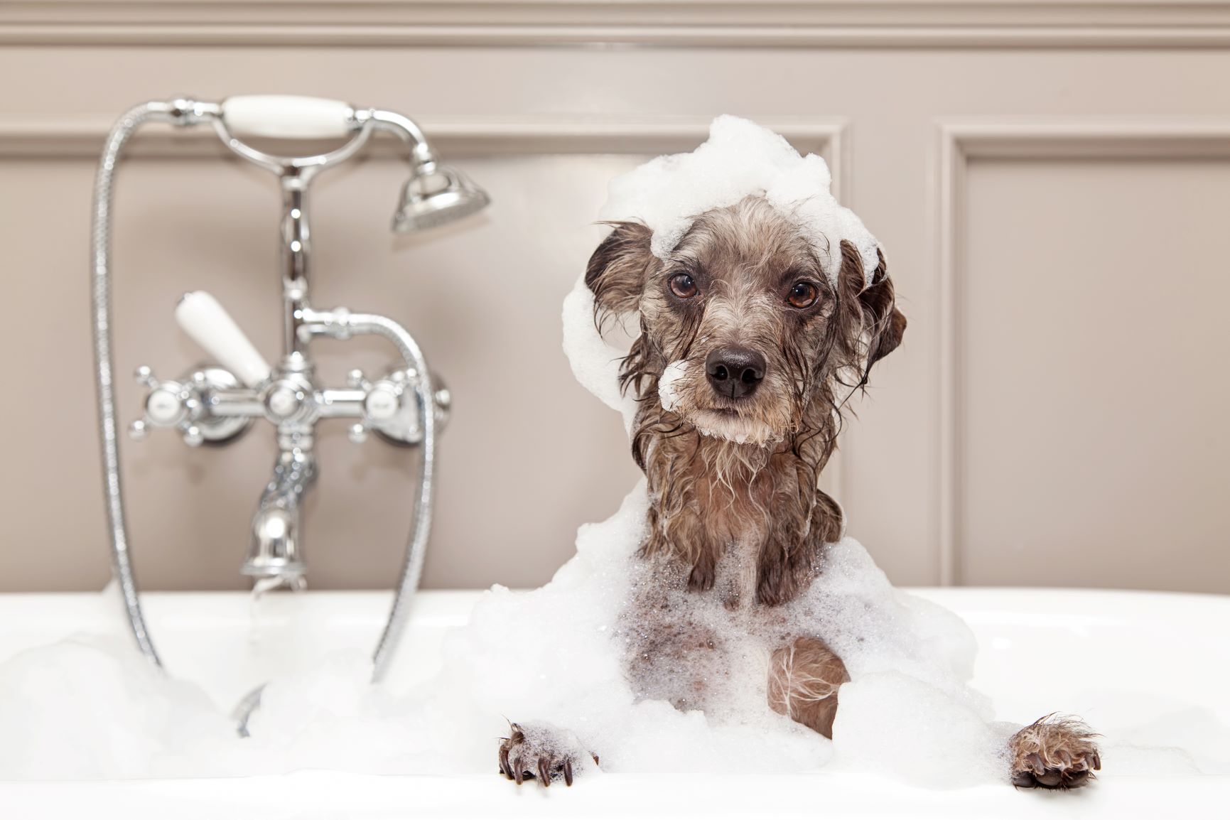 ewig Doktor der Philosophie Verkehr hund baden ohne shampoo Komödie