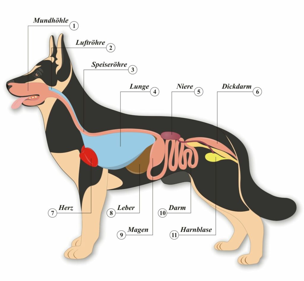 Eine schematische Grafik zeigt die inneren Organe eines Hundes.