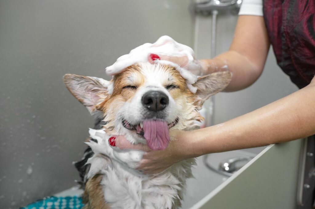 Ein Hund wir mit Hundeshampoo gewaschen.