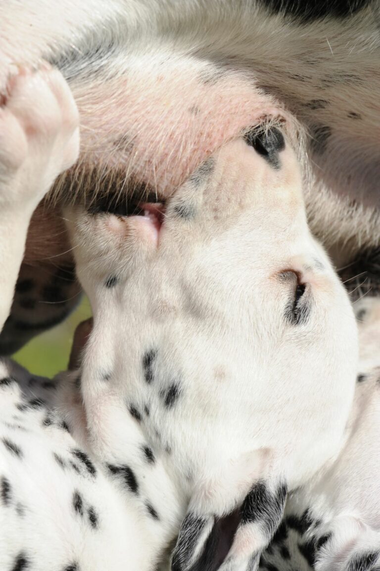 Ist Schluckauf für Hunde gefährlich? Ursachen und Behandlung zooplus