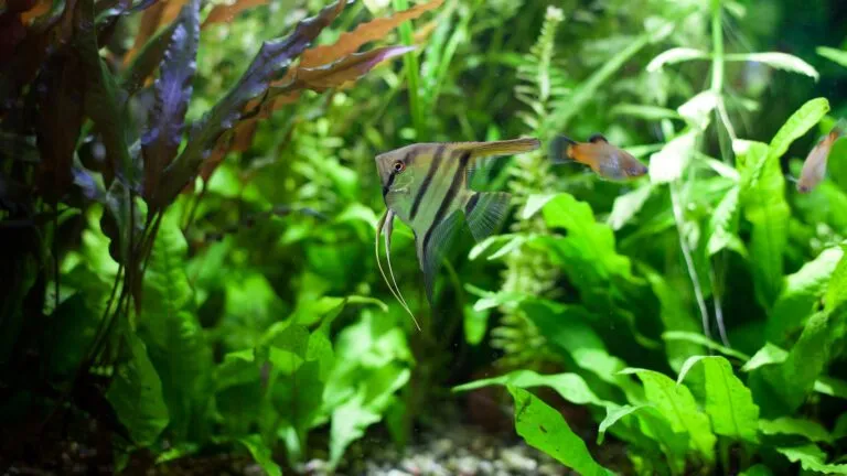 Ein mit Javafarn grün bepflanztes Aquarium