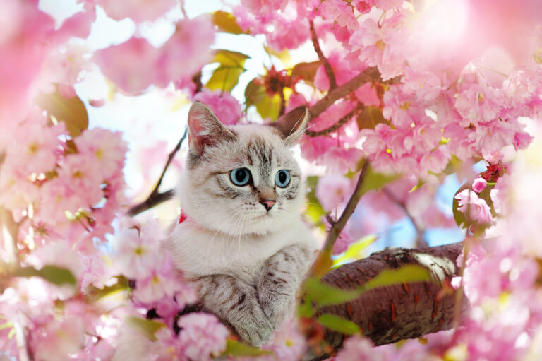 Eine Katze sitzt auf einem blühenden Kirschbaum.