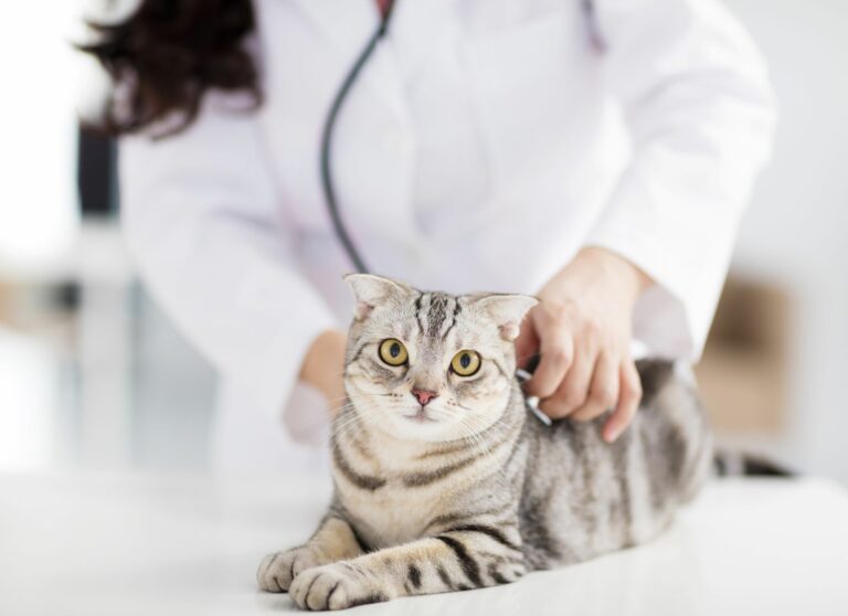 Eine Katze wird von einem Tierarzt auf Schmerzen untersucht.