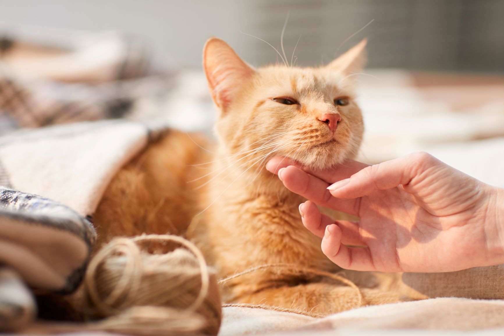 Katze Ohne Krallen Vermittlung