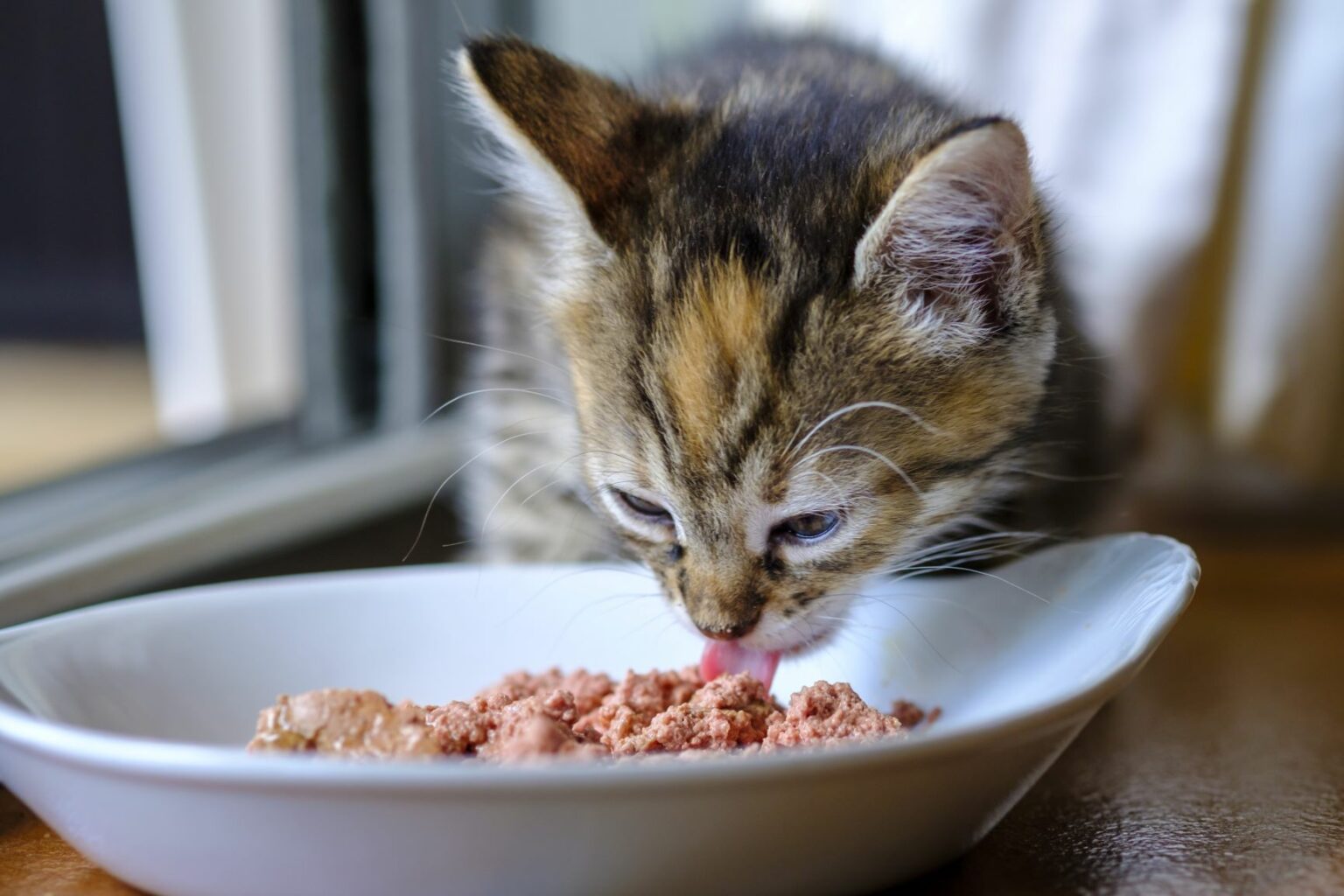 Wachstum von Katzen Die 6 Phasen des Kittenwachstums zooplus Magazin