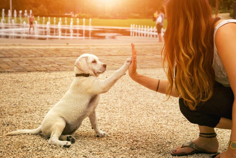 High Five zwischen Labradorwelpe und Frau als Zeichen, Hunden in Not zu helfen