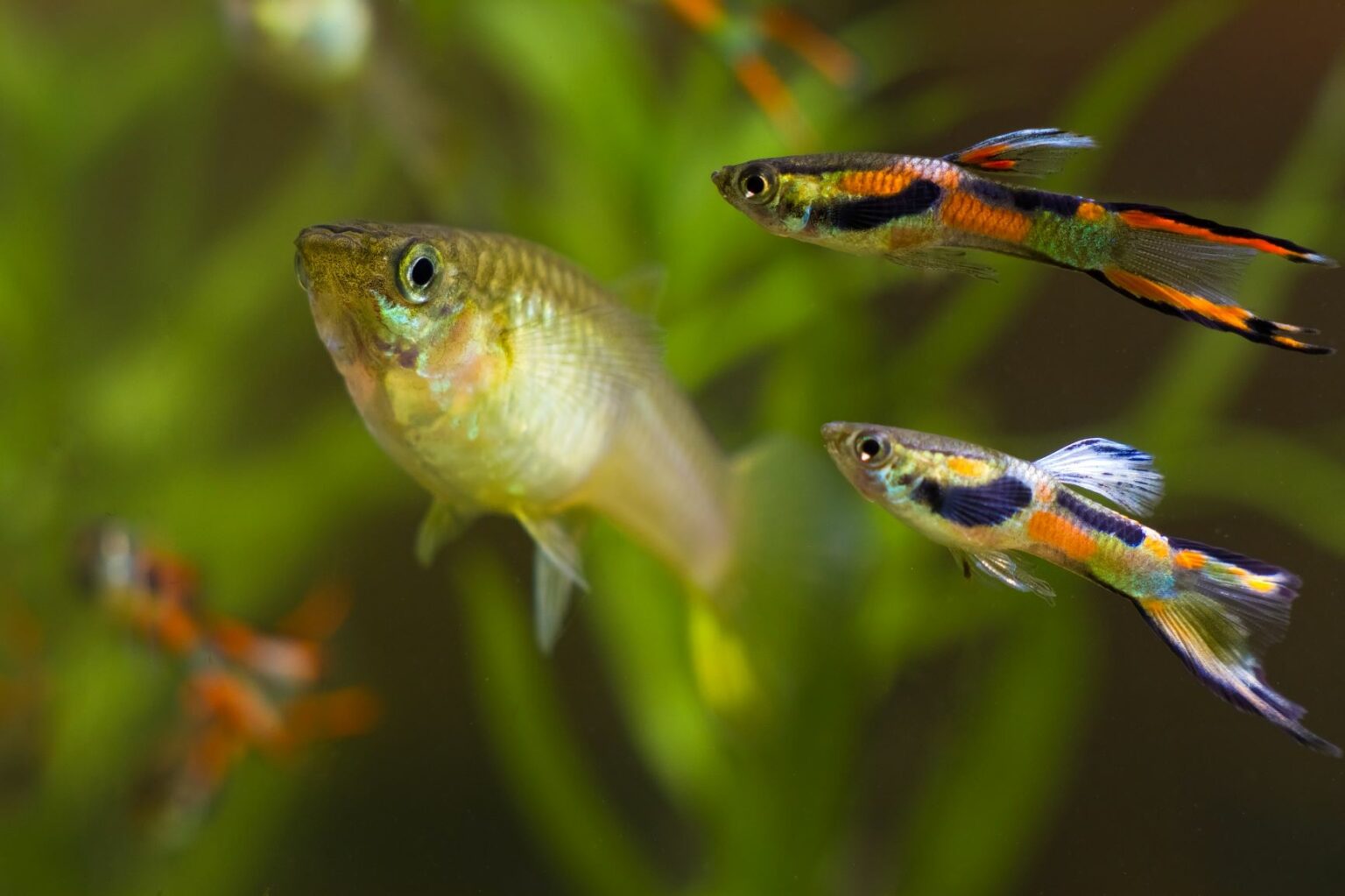 Endler Guppy (Poecilia wingei) Haltung und Pflege im Aquarium zooplus