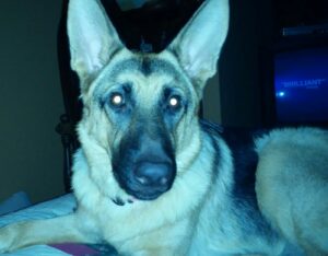 Ein Schäferhund im Dunklen mit leuchtenden Augen Ein Schäferhund im Dunklen mit leuchtenden Augen