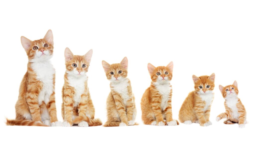 Wachstum von Katzen Die 6 Lebensphasen zooplus Magazin