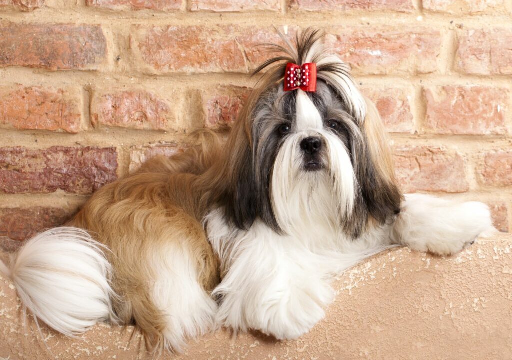Ein Shih Tzu liegt vor einer Wand