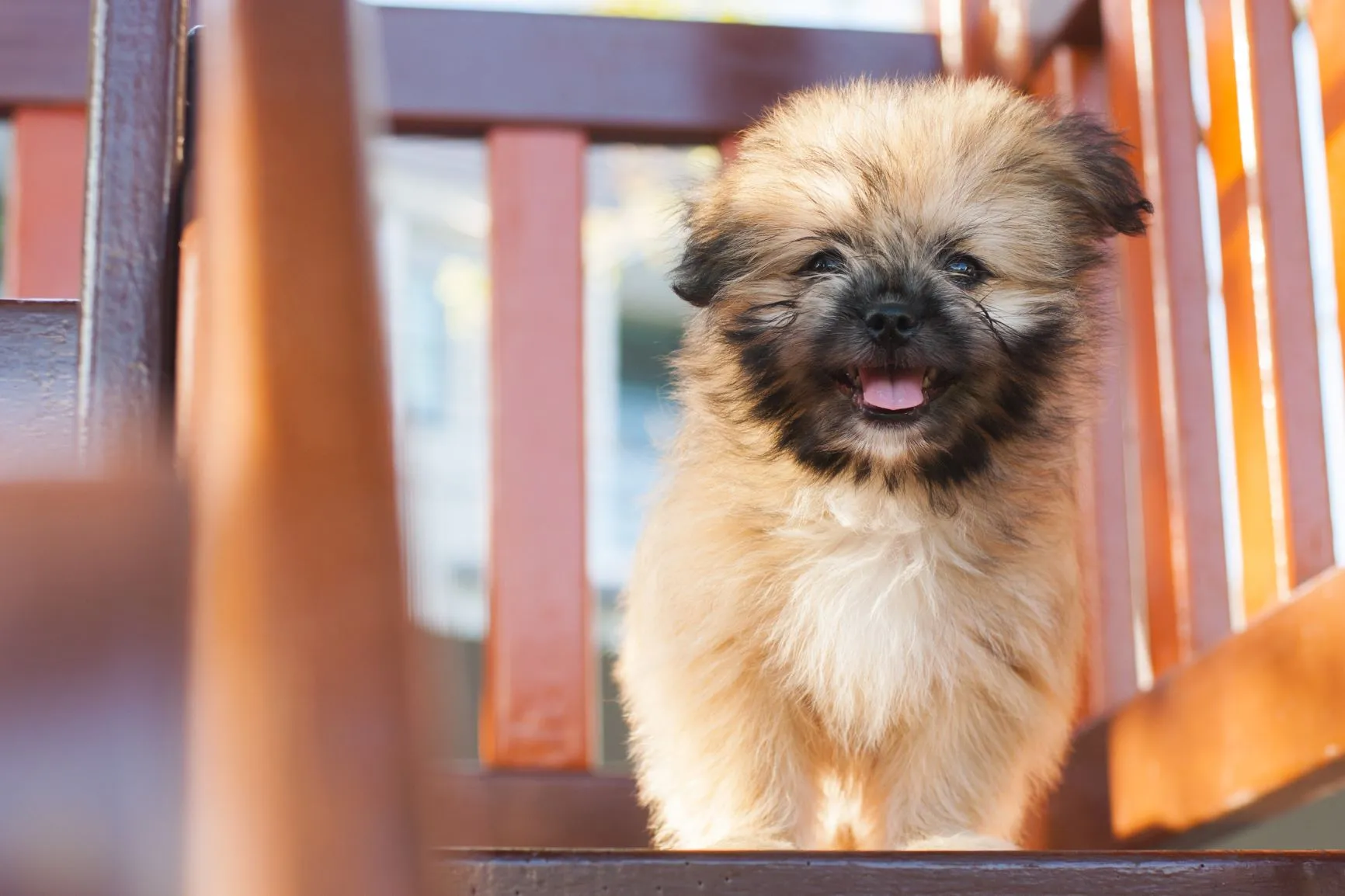 Shiranian (Hybridhund): Alles über Charakter, Haltung und Pflege