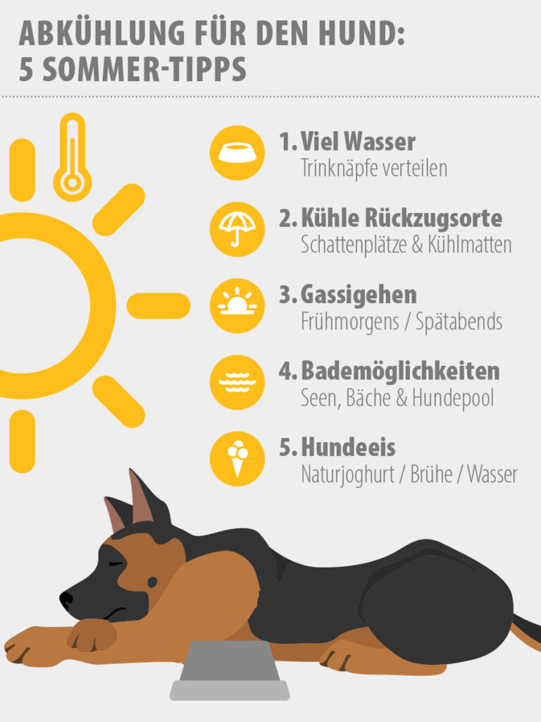 Erste Hilfe beim Hund + Infografik »