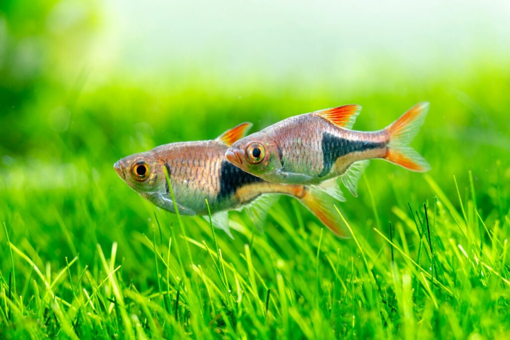 Zwei Keilfleckbärblinge im Aquarium.