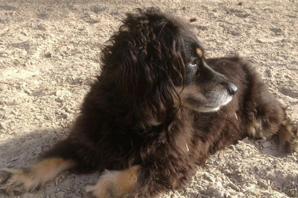 kokoni hund im sand