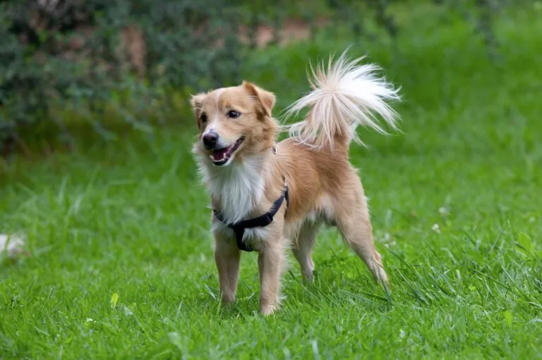 alopekis hund auf wiese