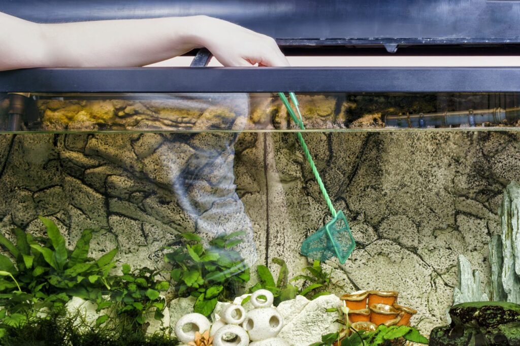 Aquarium-Reinigen Hand mit einem Kescher im Aquarium
