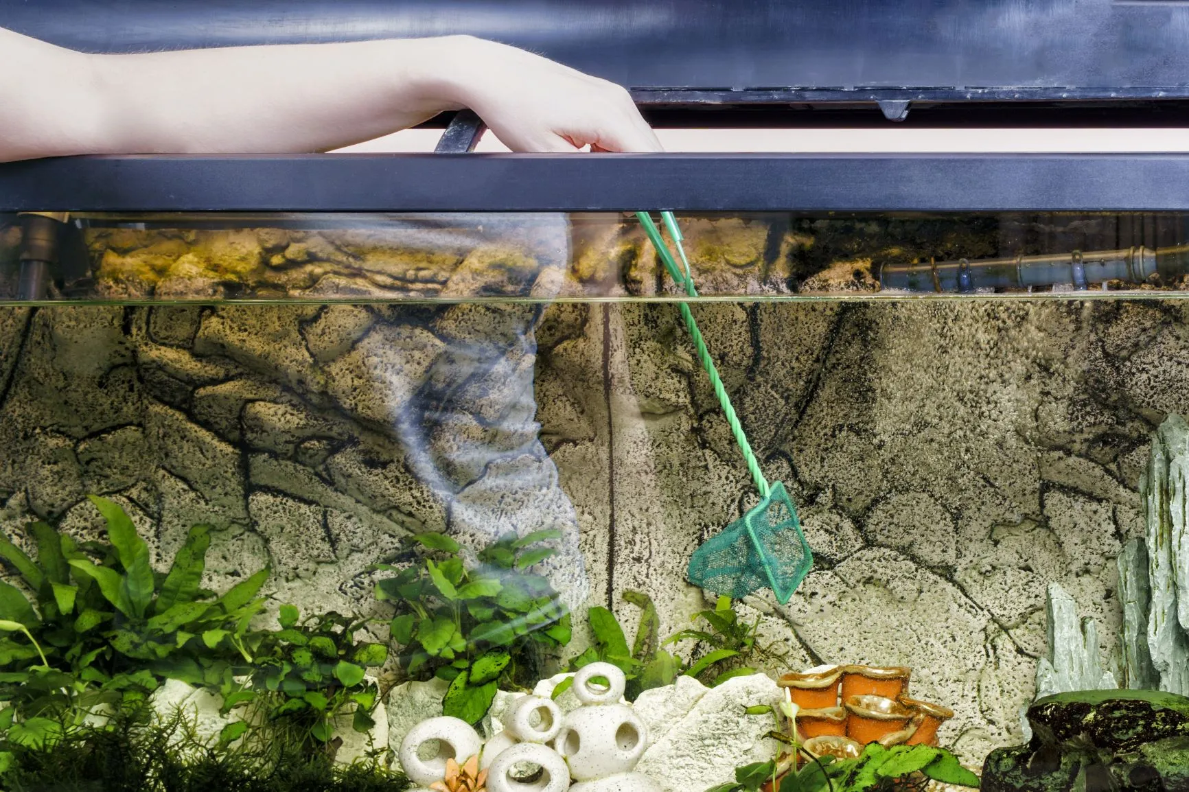 Aquarium-Reinigen Hand mit einem Kescher im Aquarium