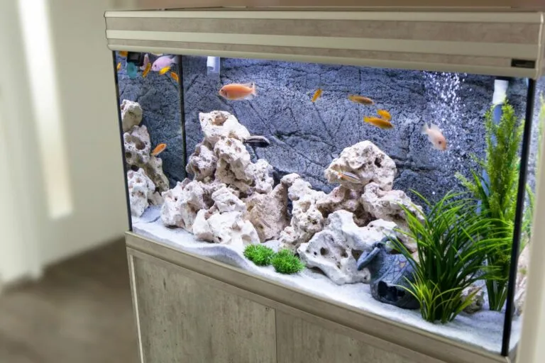 Aquarium zu Hause Aquarium in einer Wohnung