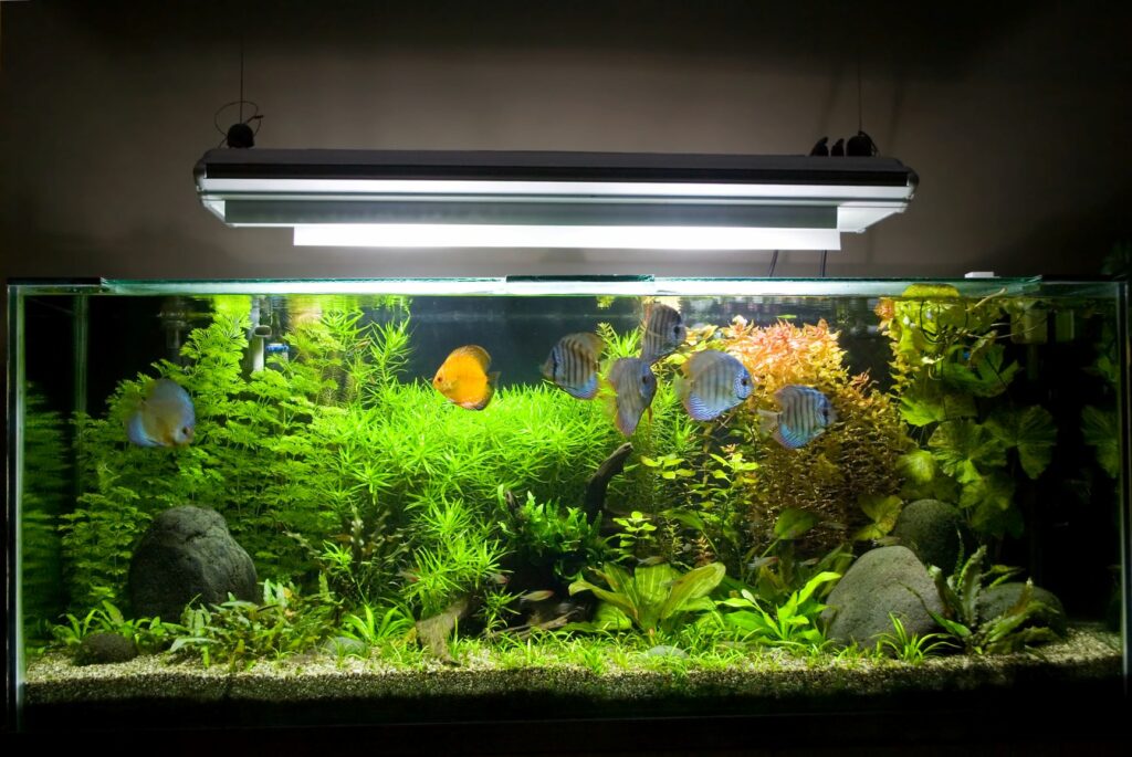 Große Lampe hängt über einem Aquarium