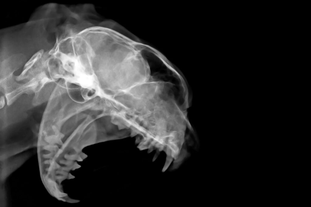 Röntgenaufnahme eines Katzenkopfes mit FORL FORL bei Katzen Diagnose