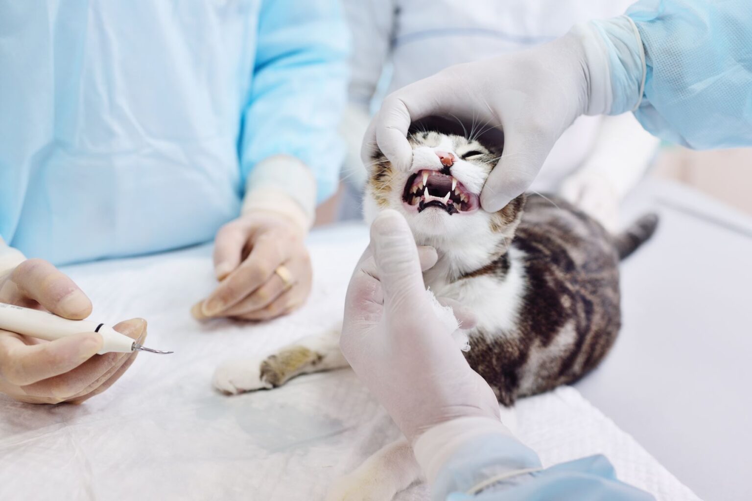Was Ist Forl Bei Katzen www.zooplus.de