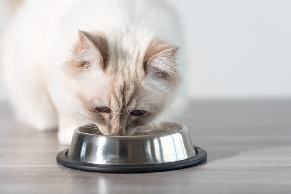 Weiße Katze frisst Futter aus ihrem Napf Fressverhalten Katze bei FORL