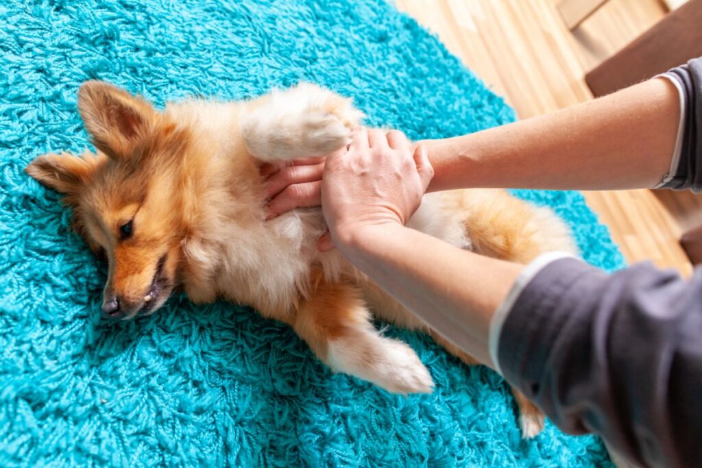 Herzdruckmassage beim Hund