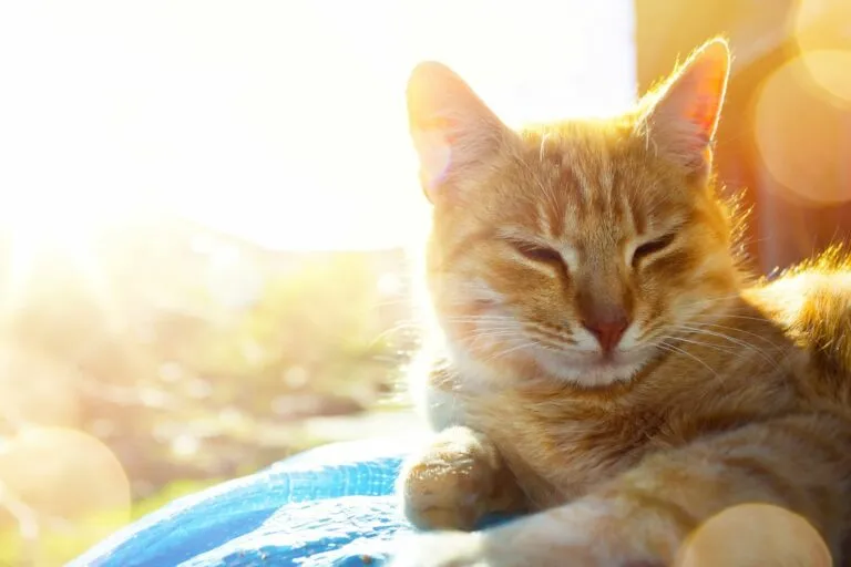 Katze abkühlen im Sommer