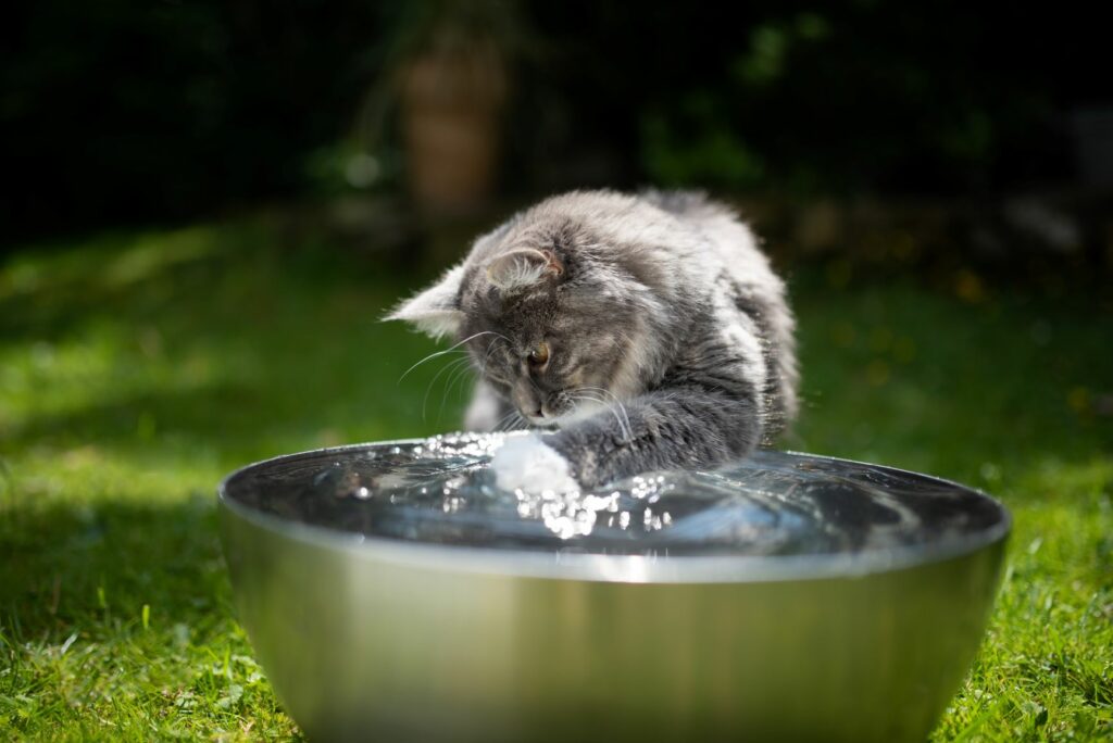 Katze sitzt vor einer Schüssel mit Wasser und hält die Pfote rein.