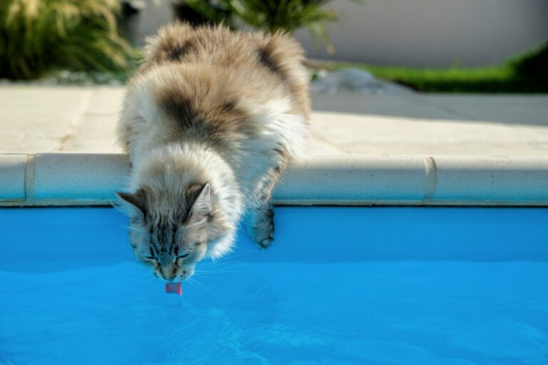 Eine dehydrierte Katze trinkt aus einem Pool.