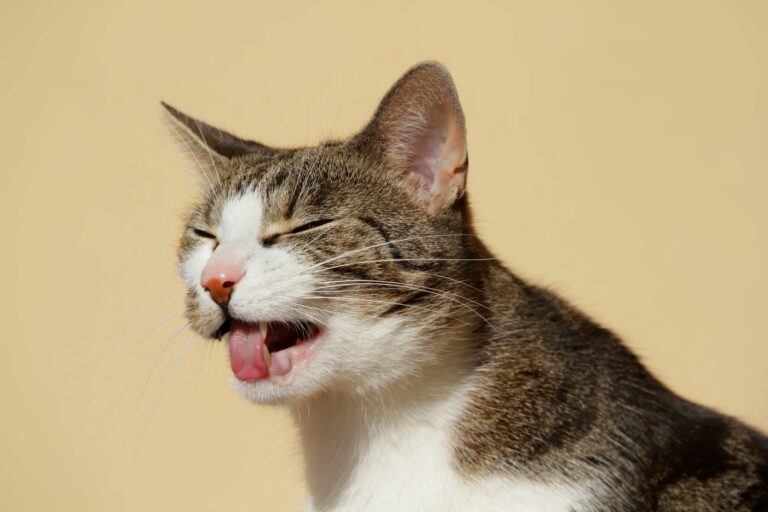 Katze hat die Augen geschlossen und streckt ihre Zunge raus.