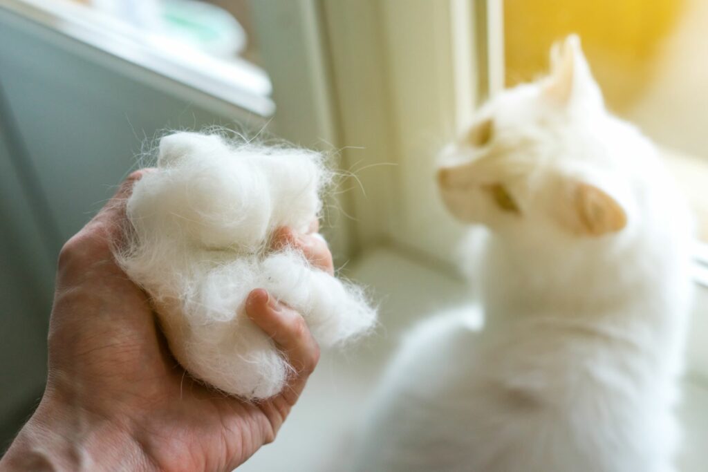 Eine Hand mit vielen Katzenhaaren und eine Katze sitzt im Hintergrund.