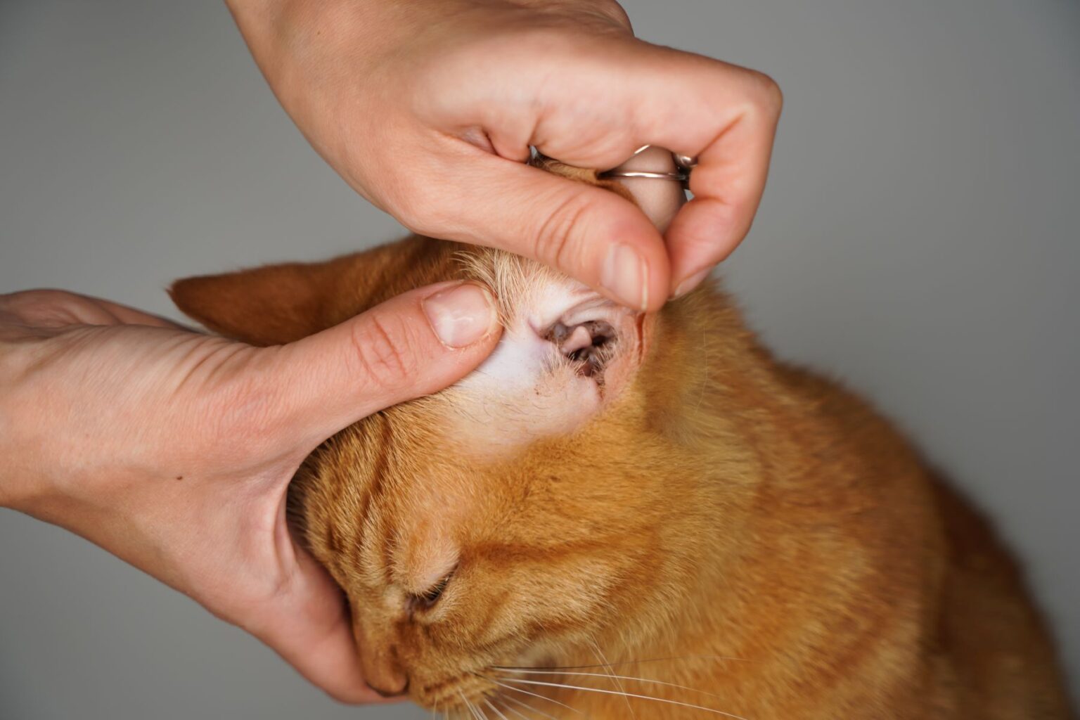 Ohrmilben bei Katzen Erkennen, behandeln & vorbeugen zooplus Magazin