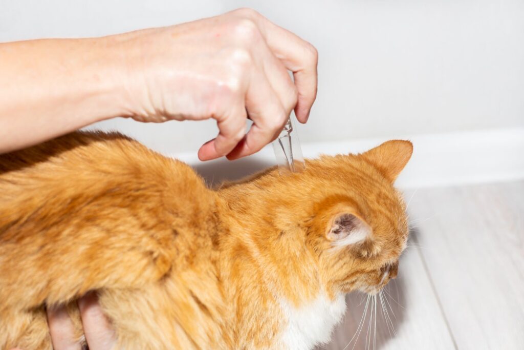 Hand tröpfelt Spot-on in den Nacken einer Katze Parasiten bei Katze behandeln mit Spot-on